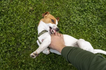 Cachorro mordendo a mão de uma pessoa