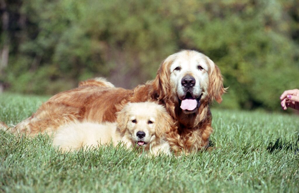 A imagem mostra um cachorro filhote ao lado de um cachorro adulto, mostrando que é possível saber Como fazer um cachorro se acostumar com outro filhote.