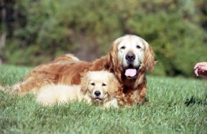 A imagem mostra um cachorro filhote ao lado de um cachorro adulto, mostrando que é possível saber Como fazer um cachorro se acostumar com outro filhote.