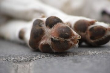 A imagem mostra a pata de um cachorro que estava brincando com coco.