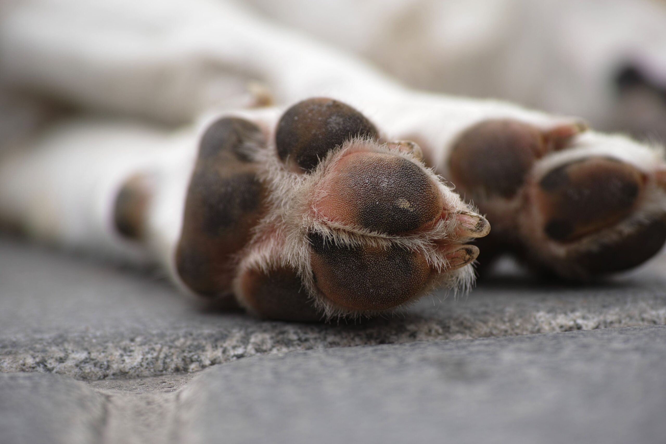 A imagem mostra a pata de um cachorro que estava brincando com coco.