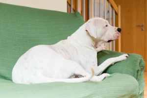 A imagem mostra um cachorro mordendo sofá.